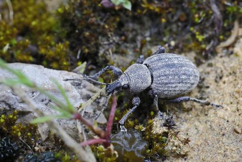 Otiorhynchus ligustici